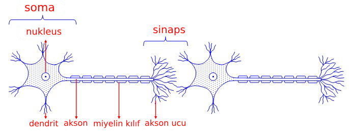 Nöral iletim