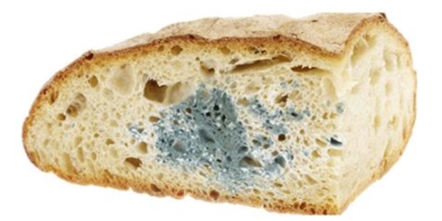 Küflü ekmek sağlığa zararlıdır.