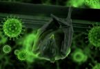 Yarasalar Virüsler İle Nasıl Baş Ediyor?