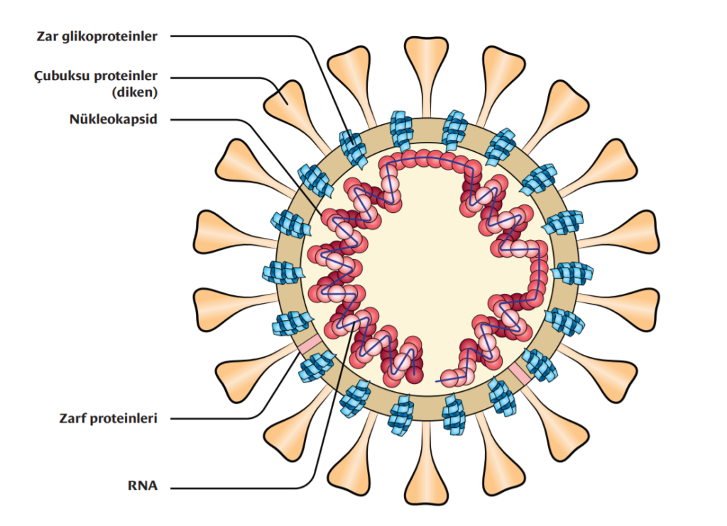 Zar glikoproteinler, çubuksu proteinler, nükleokapsid, zarf proteinleri, RNA,