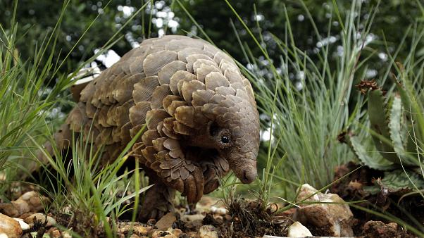 Koronavirüs yarasadan insana pangolin aracılığıyla bulaşmış olabilir