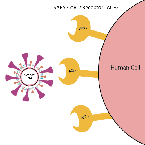 SARS virüsü hücrede ACE2 (anjiyotensin dönüştürücü enzim-2) adı verilen almaca, MERS virüsü ise DPP4 (dipeptidil peptidaz-4) adı verilen almaca bağlanır.